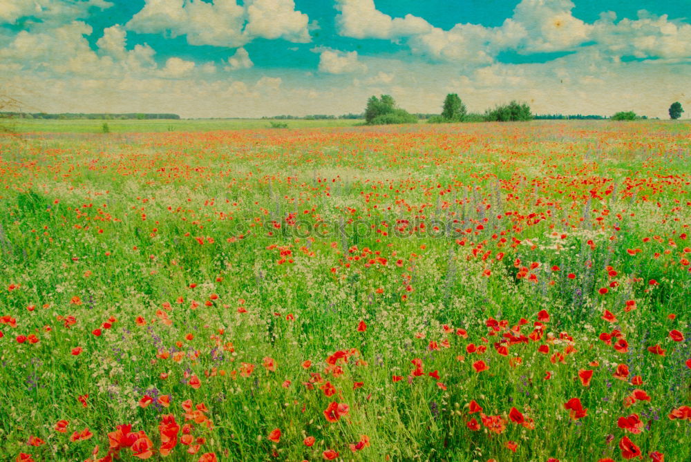 Similar – Foto Bild straßenrand Pflanze Blume