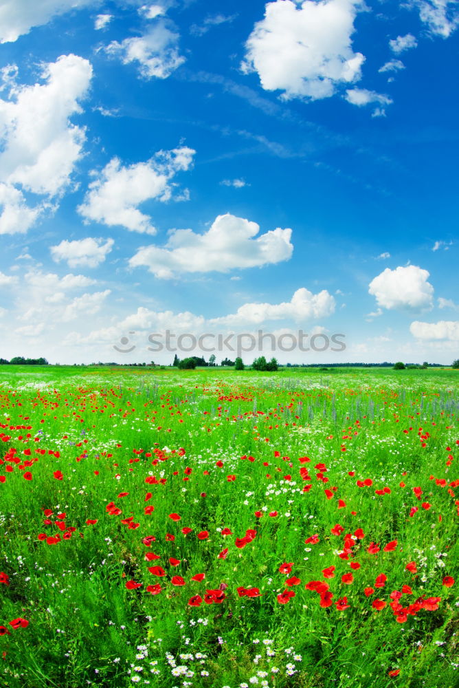 Similar – Image, Stock Photo summer Nature Landscape