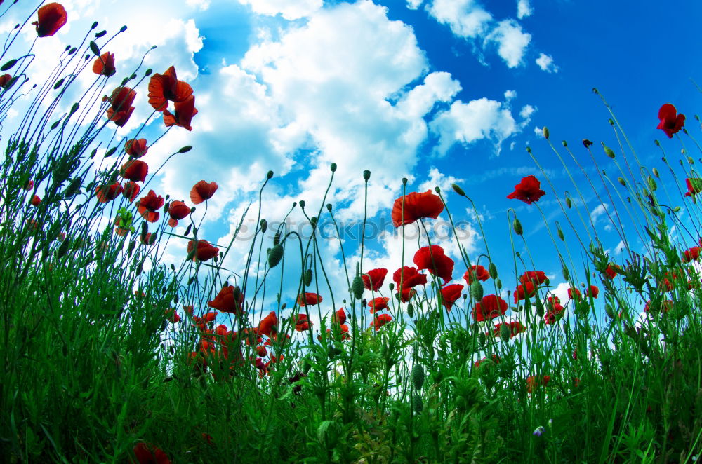 Similar – Blumenwiese Frühling