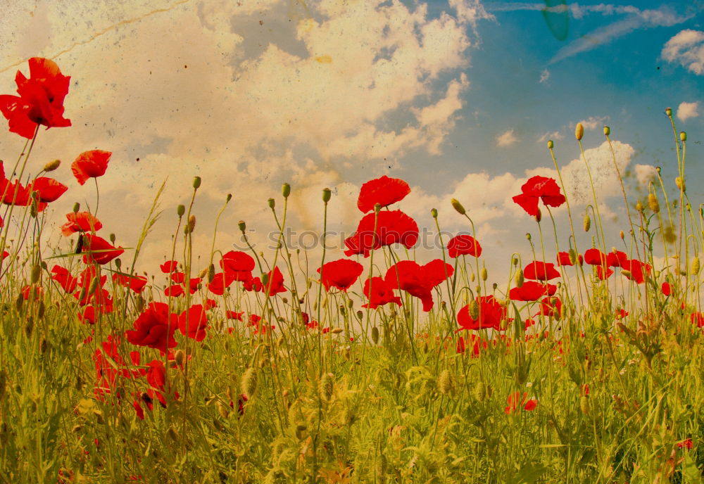 Similar – Poppy seed in cornfield