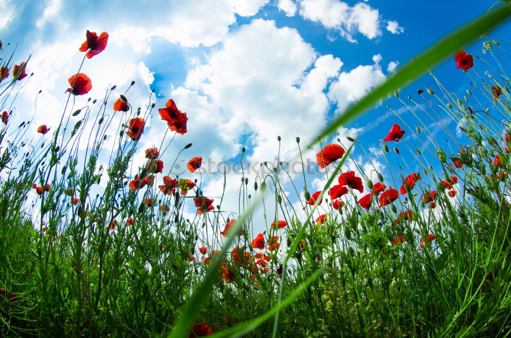 Similar – poppy Nature Plant Sky