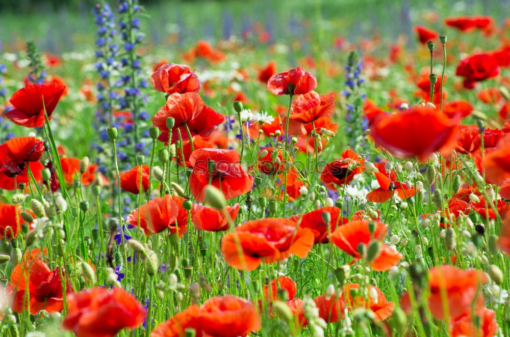 Similar – Image, Stock Photo corn poppy Poppy Flower