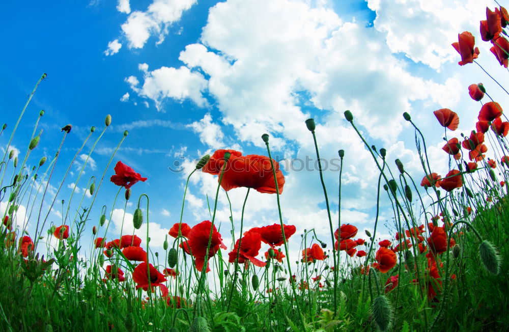 Similar – poppy Nature Plant Sky