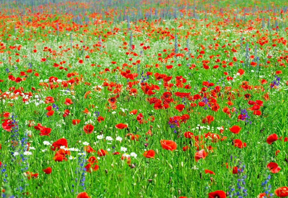 Similar – Image, Stock Photo Field with red blooming poppies on a spring day