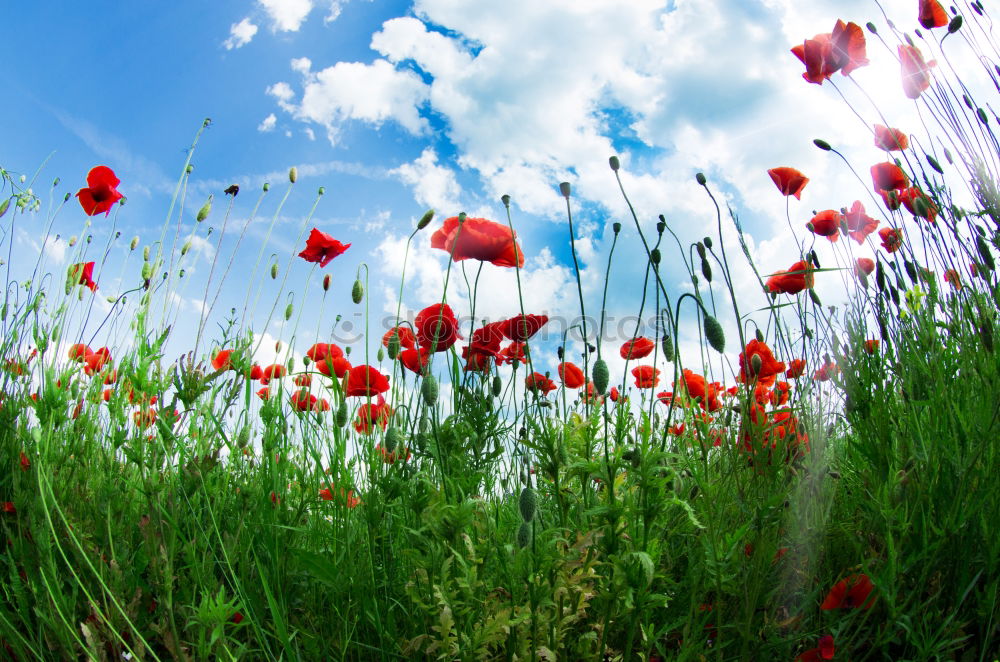 Similar – Image, Stock Photo Poppy and cornflower field