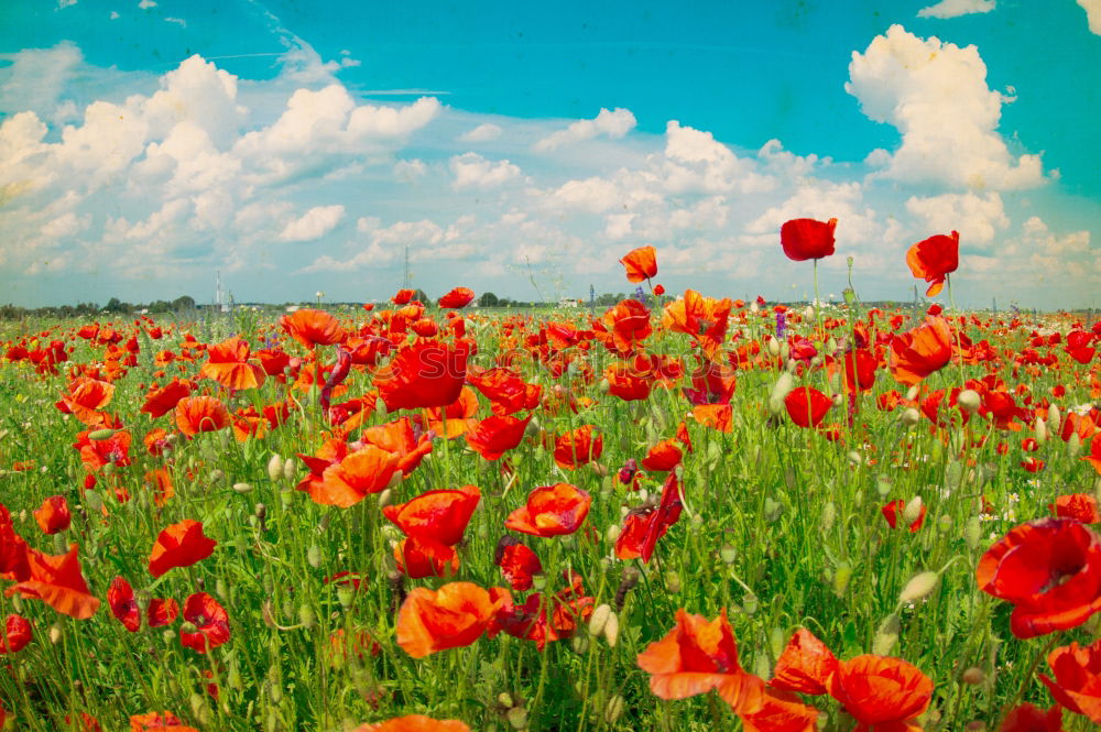 Similar – Foto Bild straßenrand Pflanze Blume