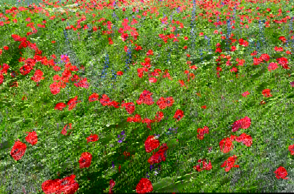 Similar – Image, Stock Photo flower meadow Meadow