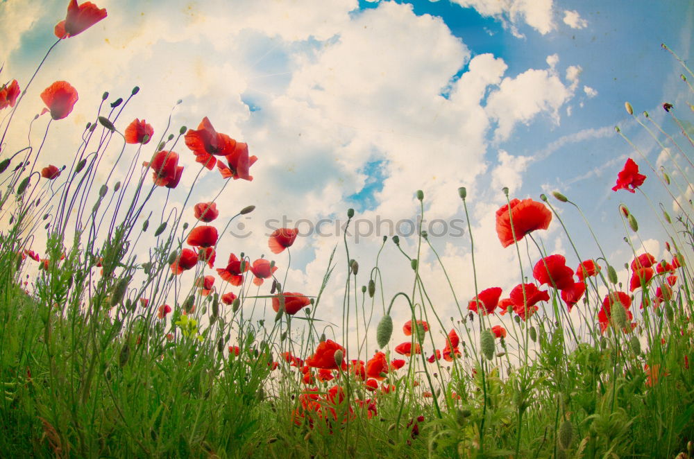 Similar – Image, Stock Photo Poppies on summer meadow