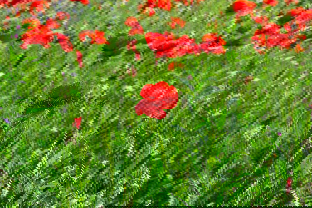 Similar – Image, Stock Photo flower meadow Meadow