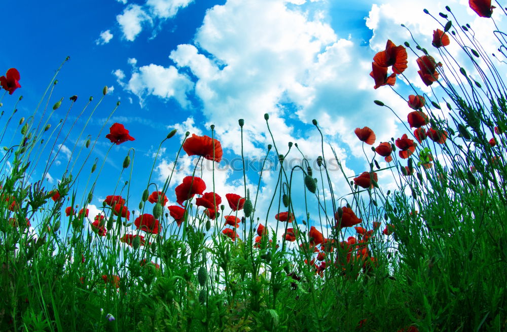 Similar – Image, Stock Photo flower meadow Spring