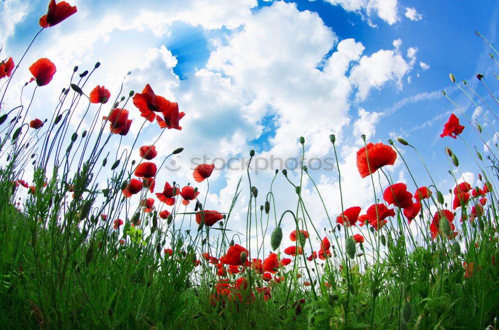 Similar – poppy Nature Plant Sky