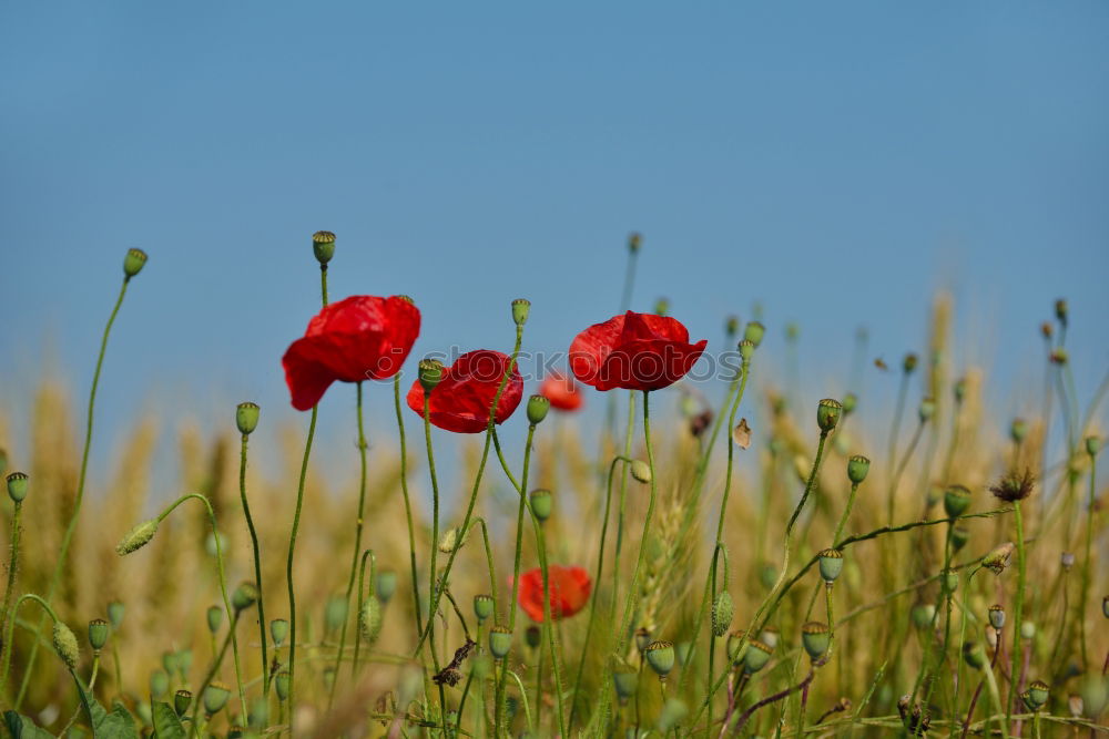 Similar – Image, Stock Photo poppy blossom Poppy Red