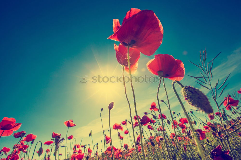 Similar – Image, Stock Photo Clapping poppies backlit under sunny sky