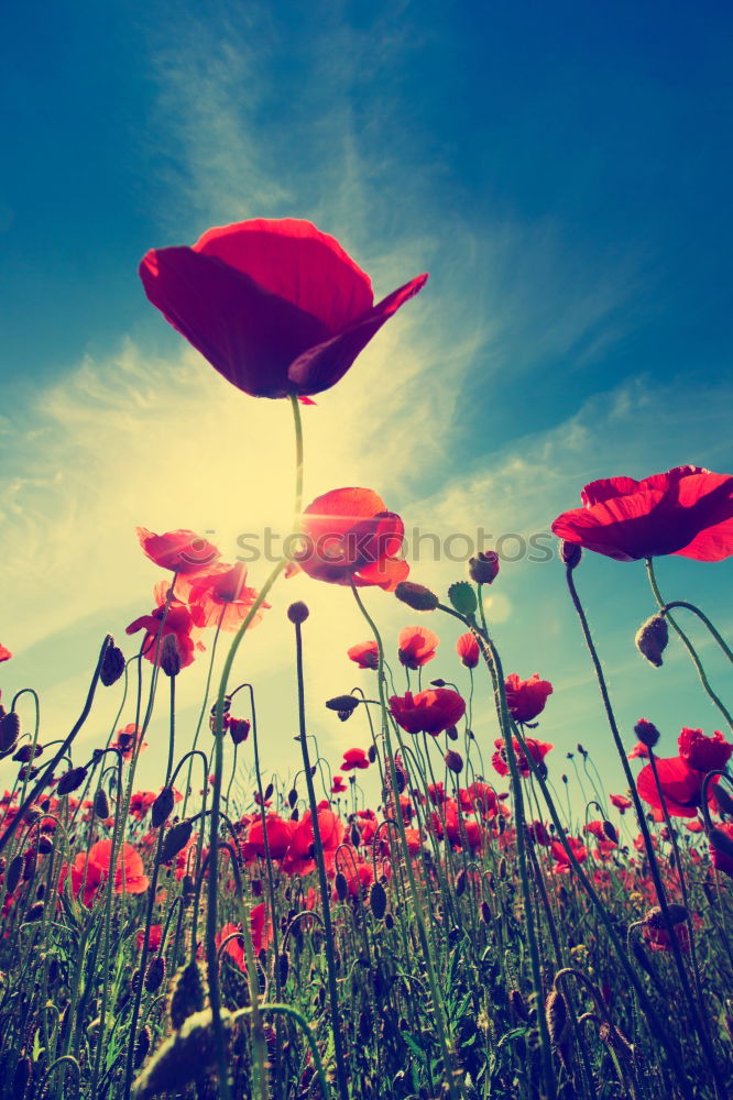 Similar – Image, Stock Photo Poppy with blue sky Summer