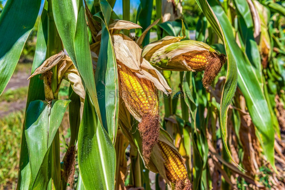 Similar – Image, Stock Photo maize field Food Vegetable