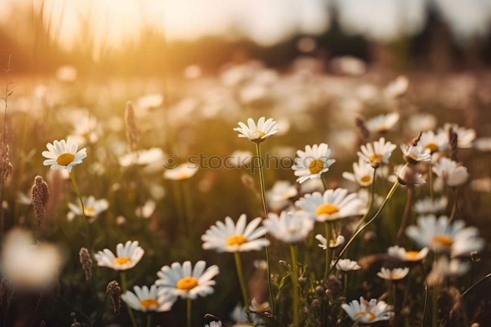 Similar – Image, Stock Photo Spring meadow VI