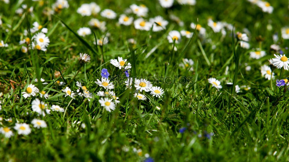 Similar – Foto Bild Angstgegner Gänseblümchen