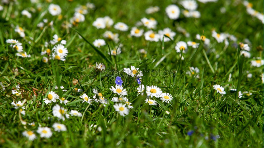 Similar – Gänseblümchen Blume Wiese