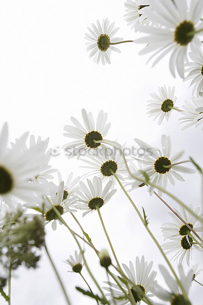 Similar – Mauerblümchen Blume Blüte