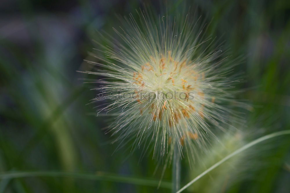 Similar – morning star Plant Flower