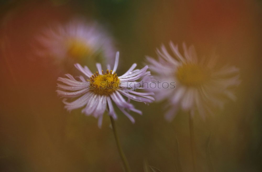 Similar – Image, Stock Photo Gaillardia aristata