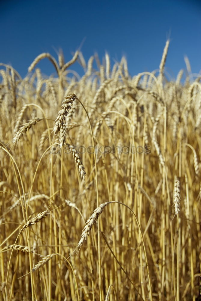 Similar – Foto Bild euer_Aehren_1 Weizen Feld