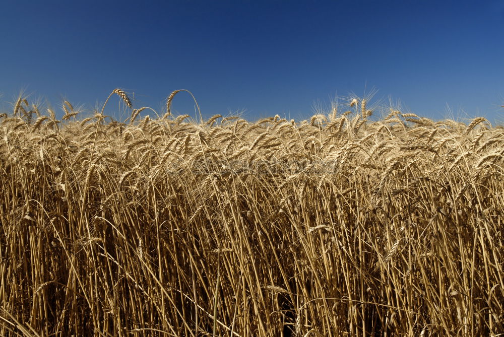 Similar – Image, Stock Photo Soon done! Grain harvest