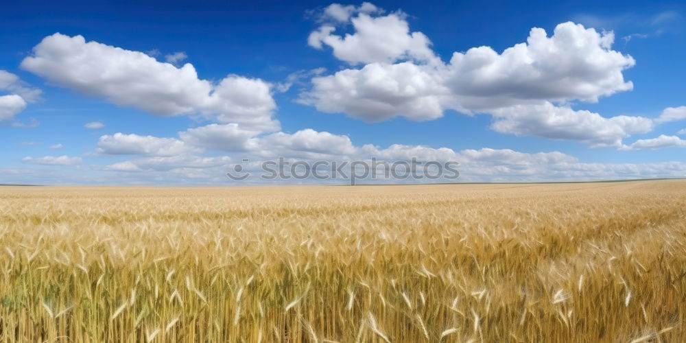 Similar – Image, Stock Photo summer evening Clouds