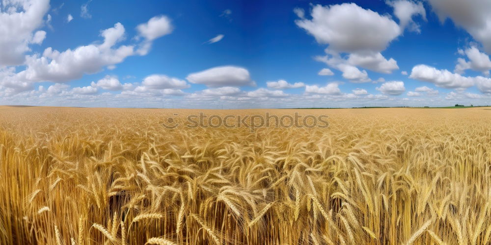 Similar – Image, Stock Photo summer evening Clouds