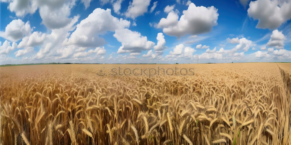 Similar – Image, Stock Photo harvest time Field Straw