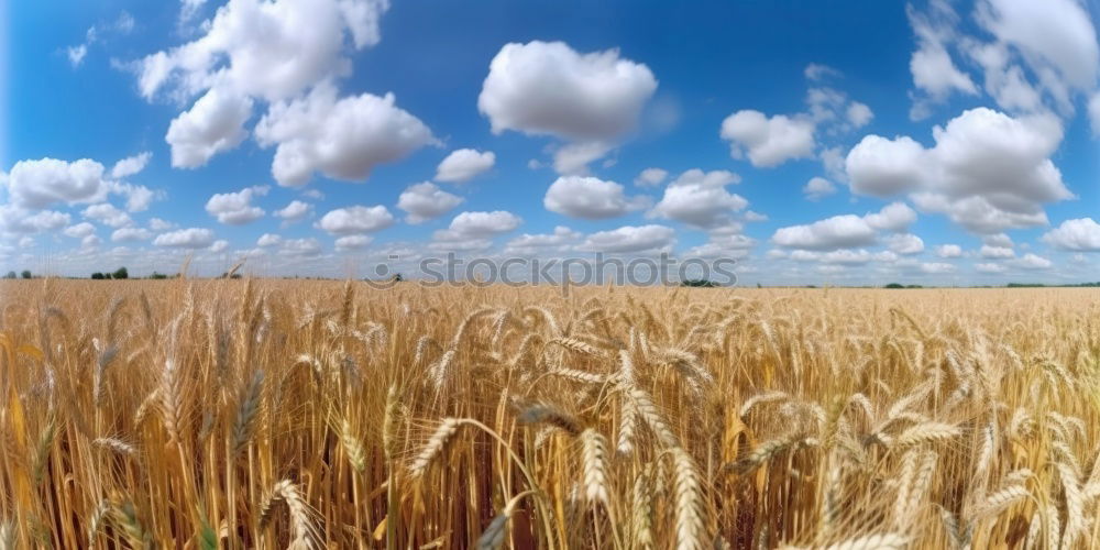 Similar – wheat field Wheatfield