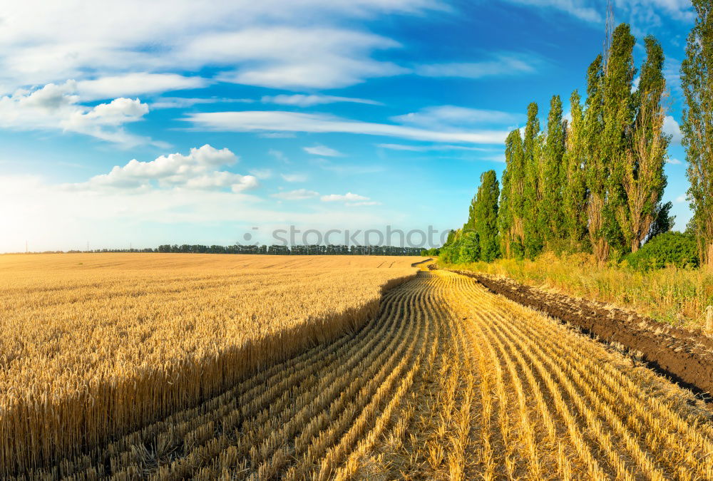 Similar – Wachstum Landwirtschaft