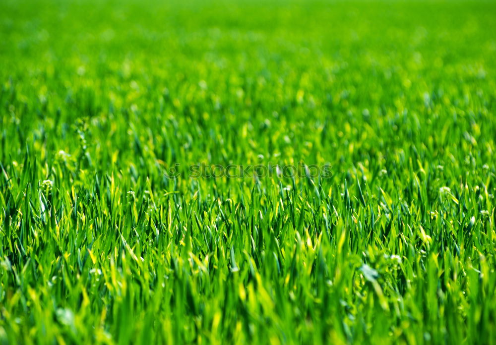 Similar – lush grass juicy grass