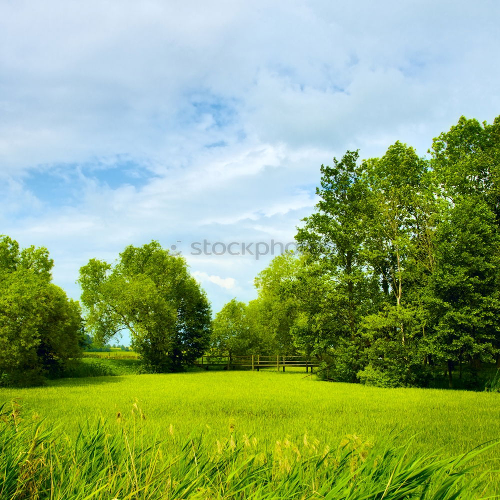 Similar – Image, Stock Photo Flowering forsythia in the garden or park