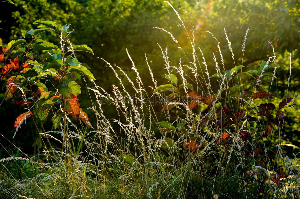 Similar – In the morning Garden