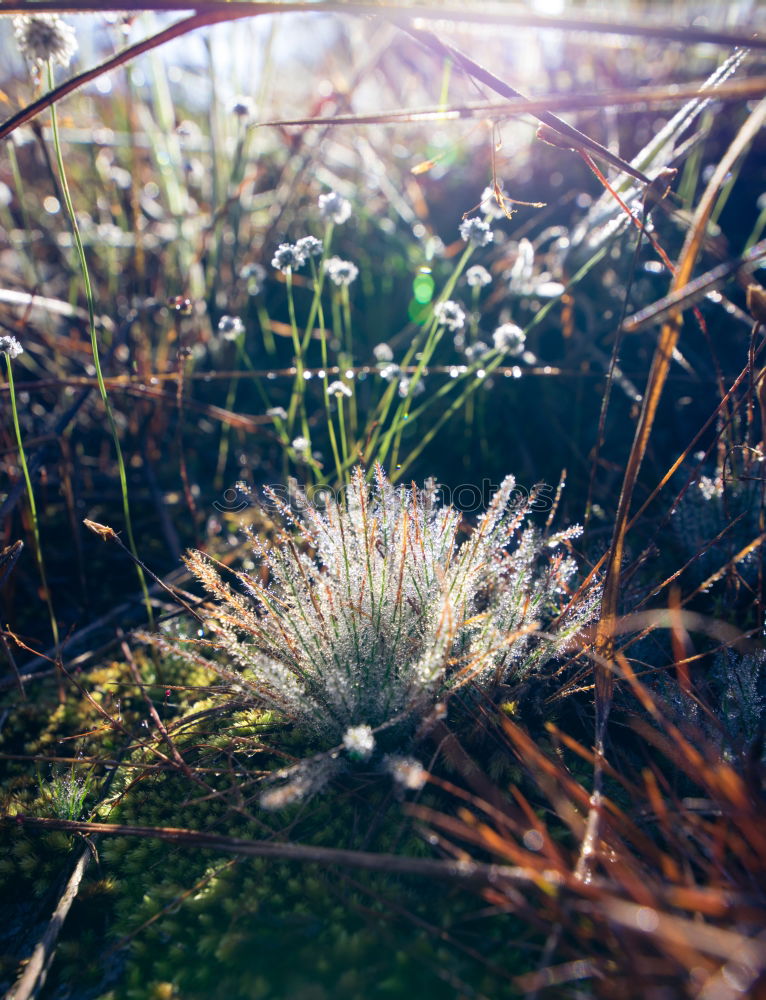 Similar – Cornfield and Marguerites