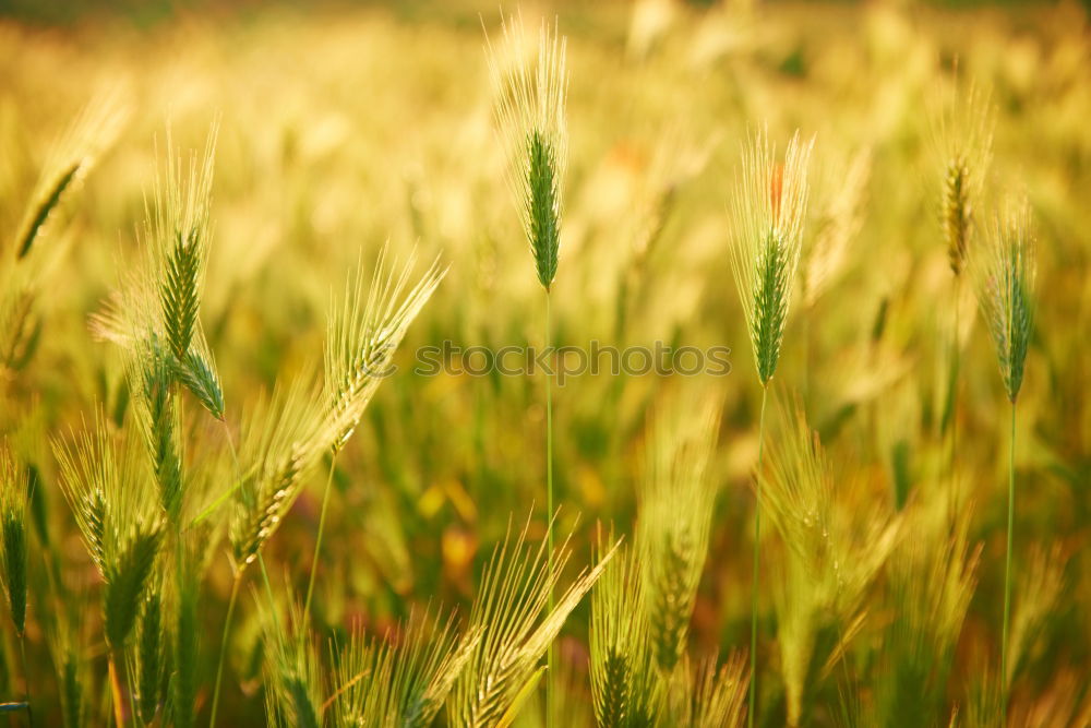 Similar – Field of grass on sunset