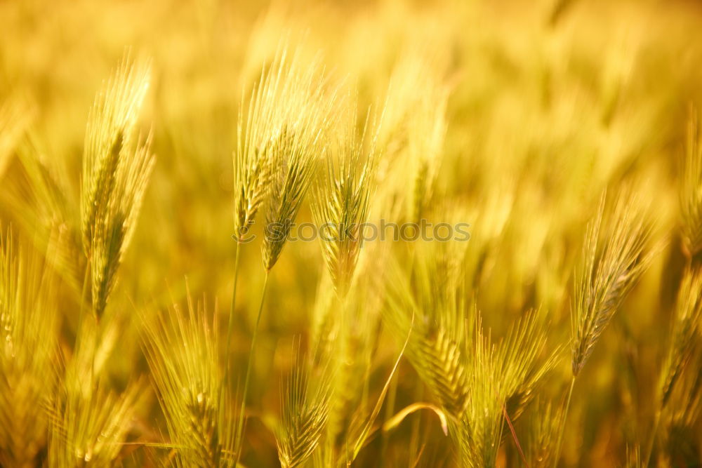 Similar – Field of grass on sunset