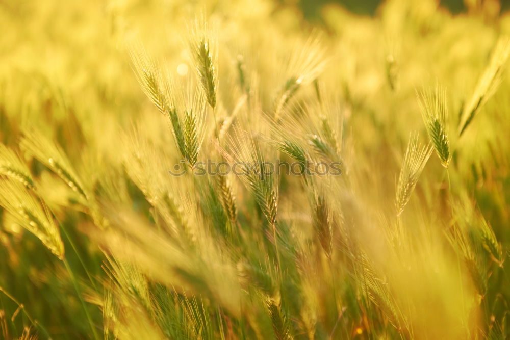 Similar – Field of grass on sunset