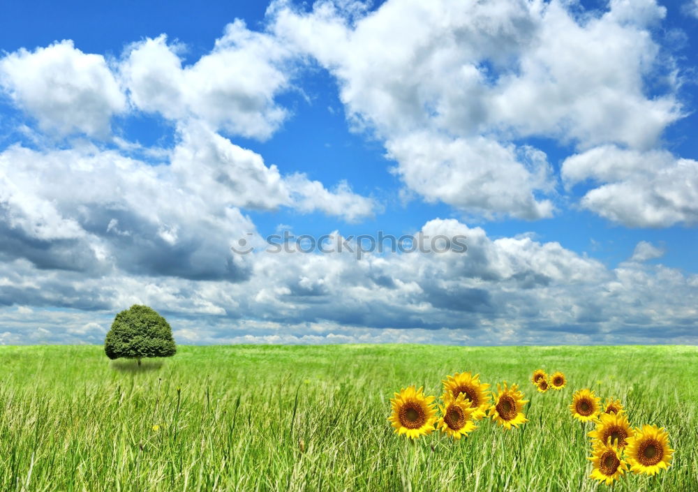 Similar – Image, Stock Photo Portrait format spring meadow