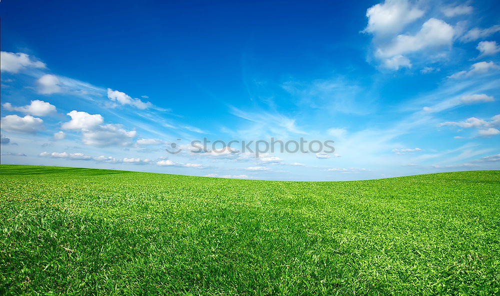 Similar – Foto Bild fency grassland Gras Wiese