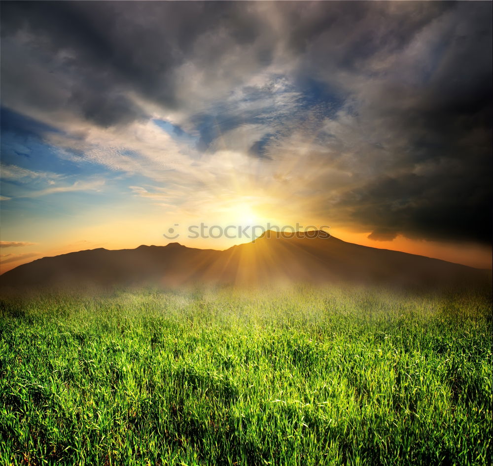 Similar – Panorama- field with flowers and dramatic sky