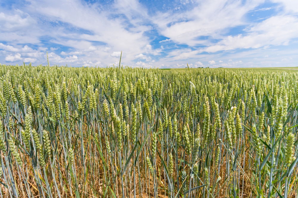 Similar – Image, Stock Photo summer field Field Summer