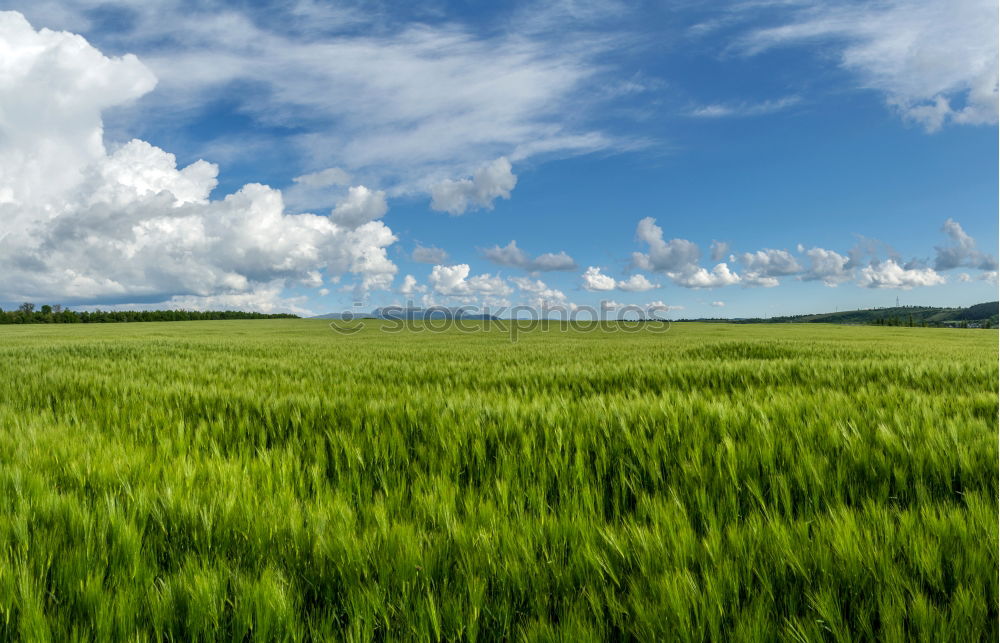 Similar – Image, Stock Photo wheat wind Wheat Field