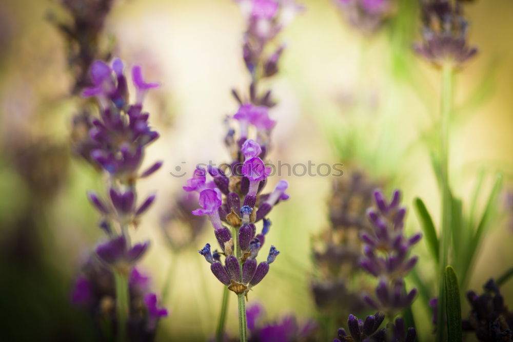 Similar – Salvia Flower Environment