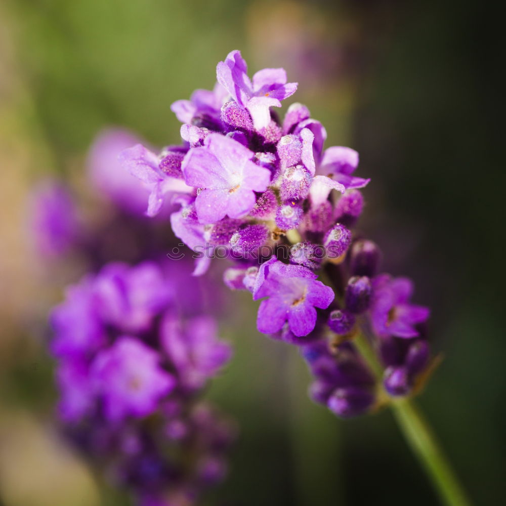 Similar – Image, Stock Photo Delicate Feeling Nature