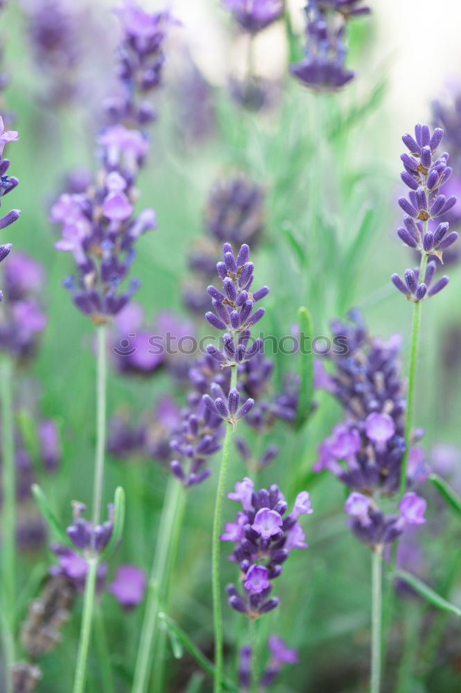 Similar – lavender_02 Lavender