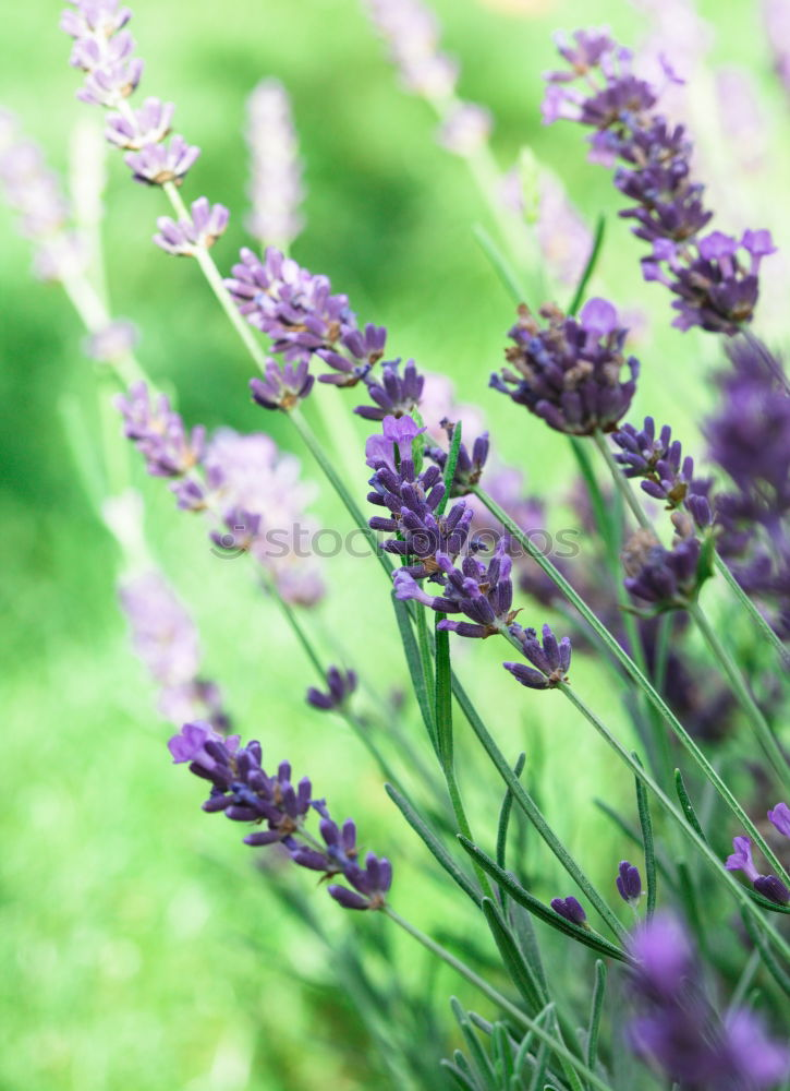 Similar – lavender_02 Lavender