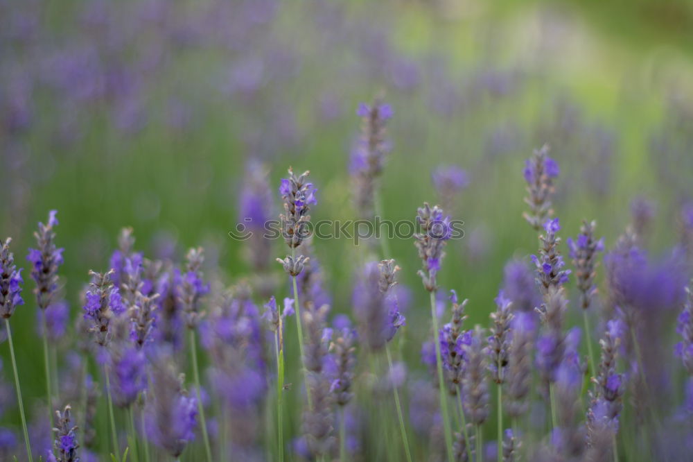 Similar – lavender field Summer