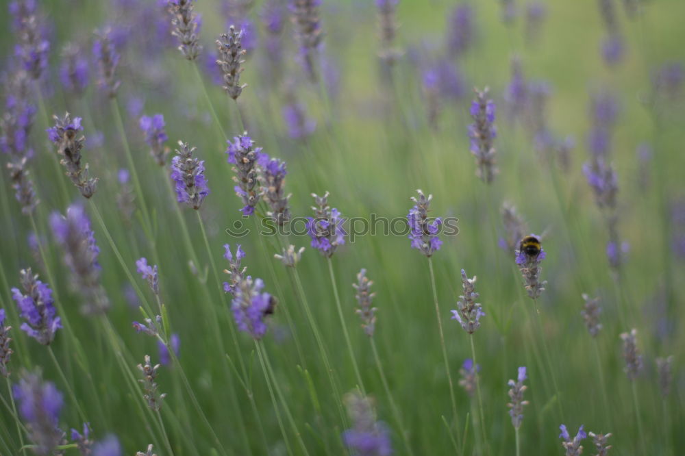 Similar – Image, Stock Photo busy bee Summer Nature